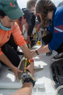 Measuring a blacknose shark